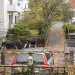 älg1