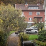 älg3